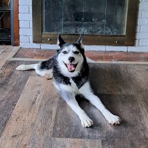 My Soon to be pet! (She belongs to my fiance)